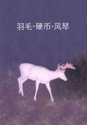 Feathers, a Coin, and the Organ poster