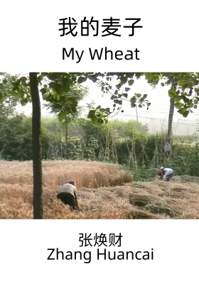 My Wheat